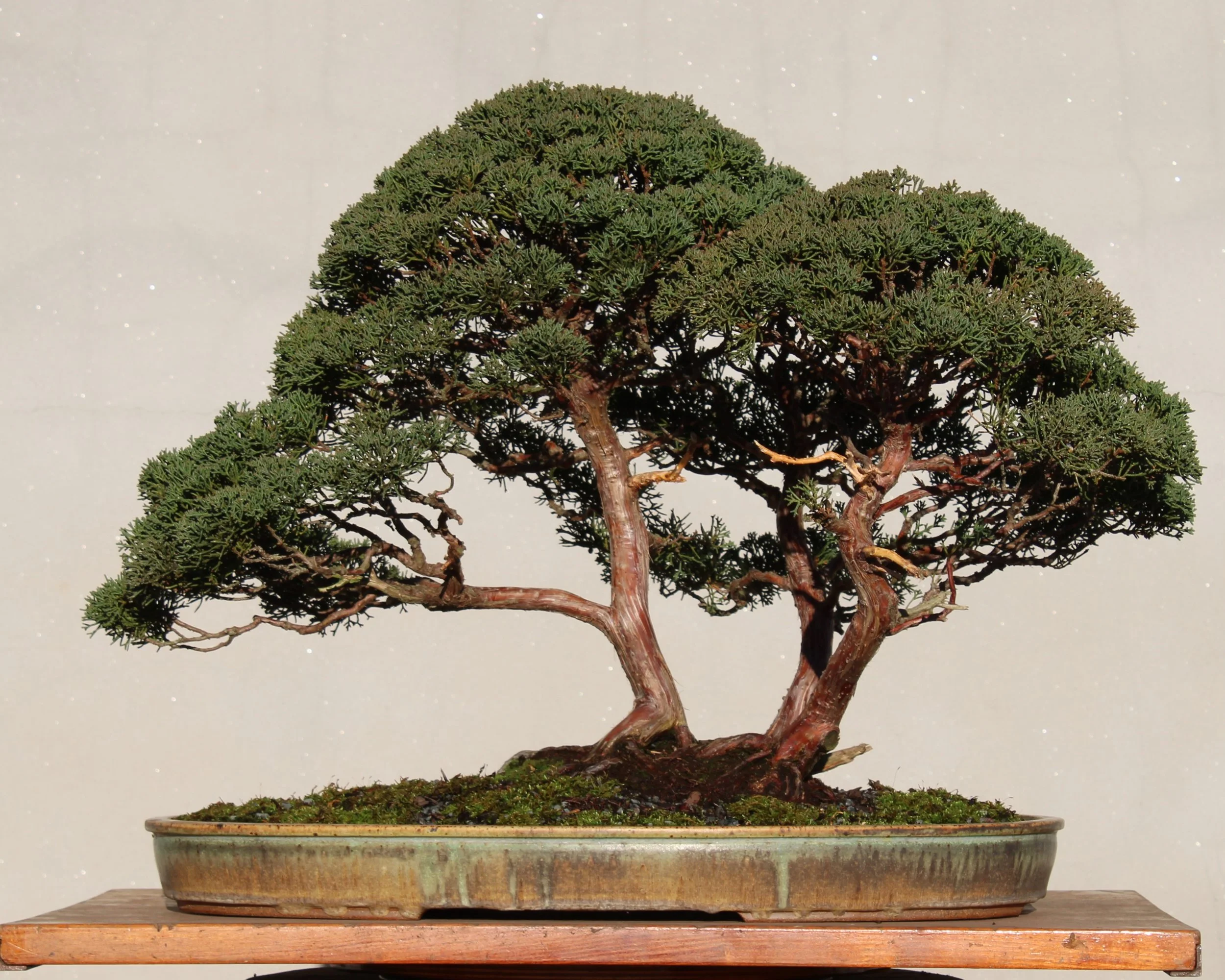 Rest in the Shade of the Trees — The Curator's Journal